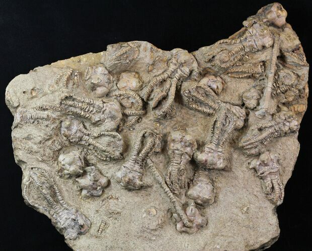 + Jimbacrinus Crinoid Fossils - Australia #31772